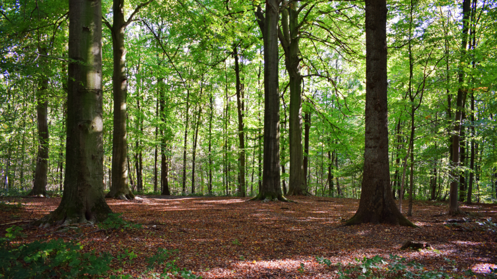 Grounded, a woodland gathering for women